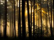 Leszek Wygachiewicz - Świt w lesie - II miejsce w kategorii Krajobraz