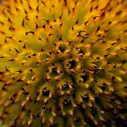 Fot. Tomasz Dziubiński